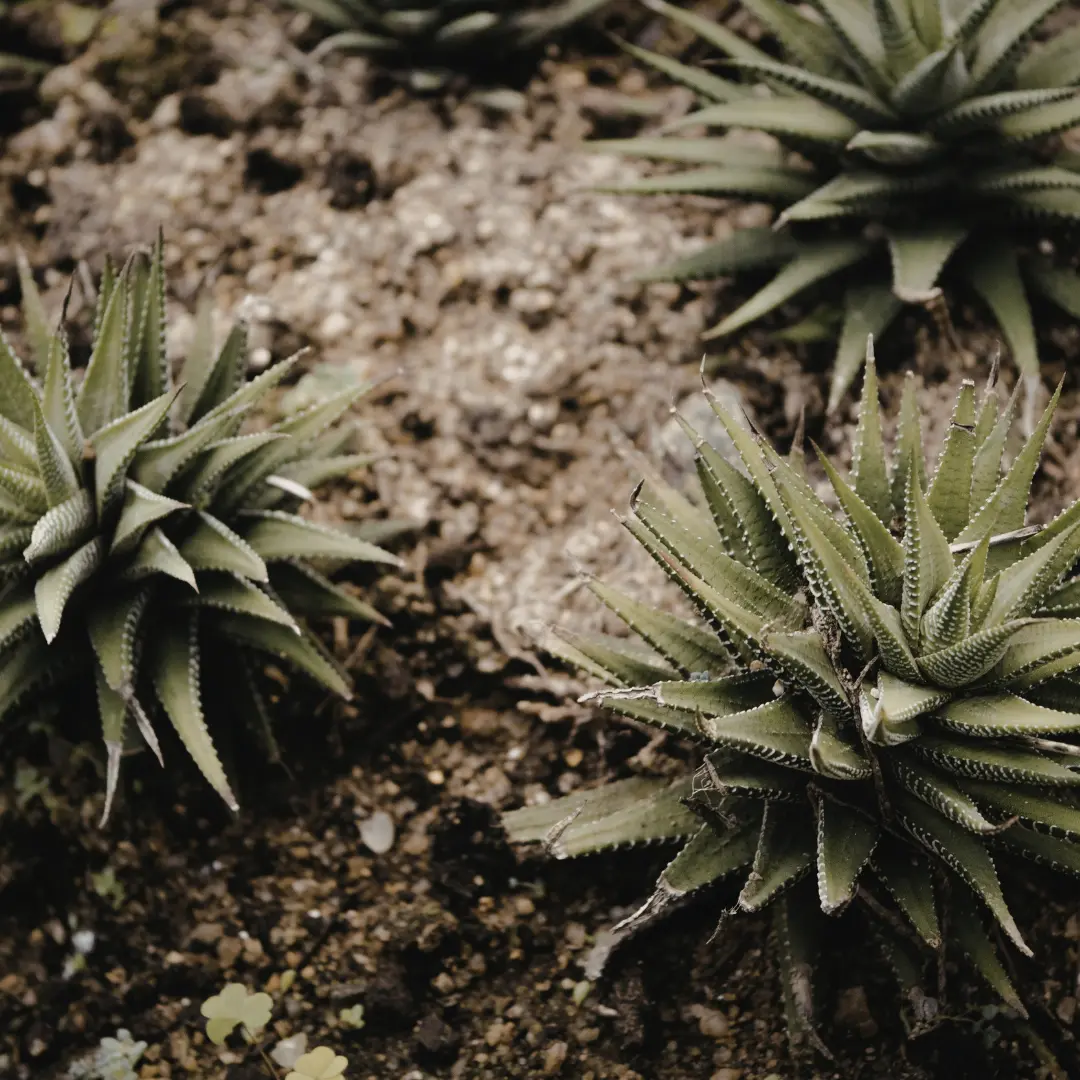 Xeriscaping 2